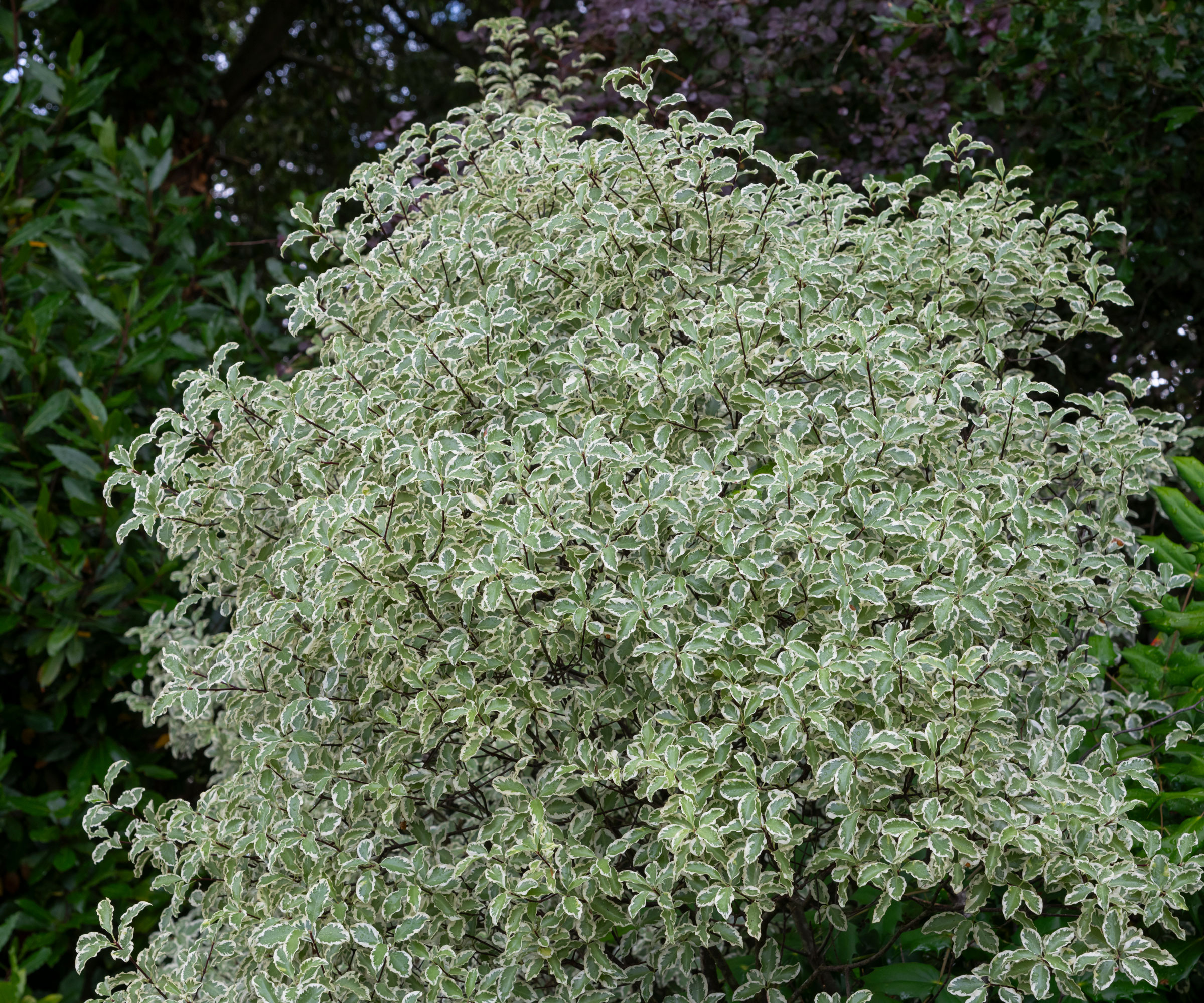 Pittosporum Tenuifolium Variegatum tree