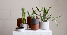 Botany plant pots by Aaron Probyn