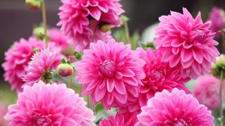 What to Do With Dahlias in April for Stronger Plants and Exceptional Summer Blooms