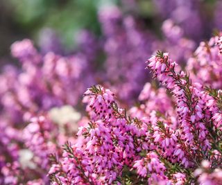 Pink winter heath flowers