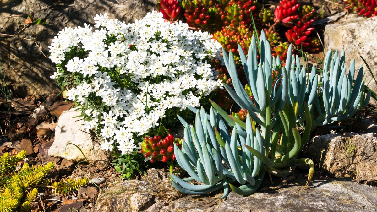 9 plants that can grow on rocks | Tom's Guide