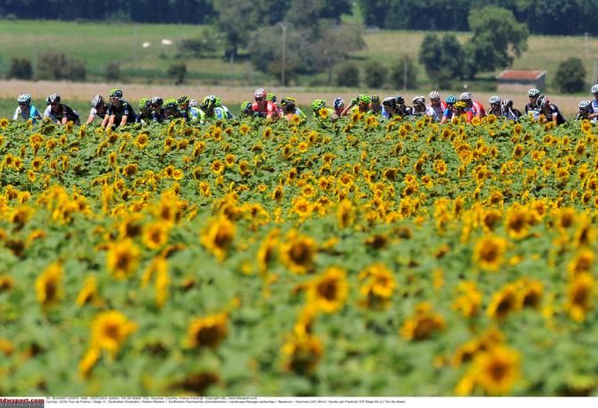 The peloton passes by a field of sunflowers