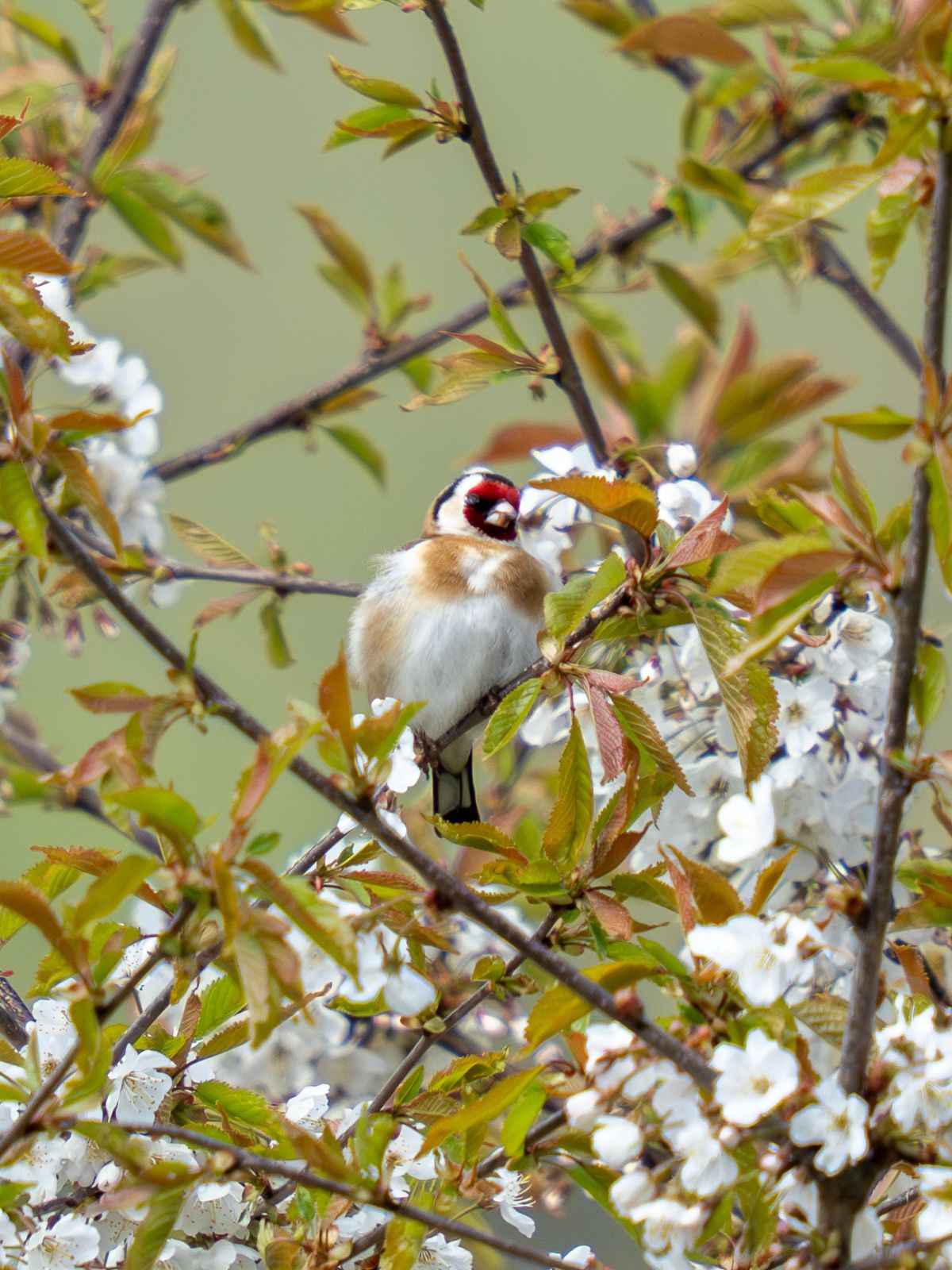 goldfinch sitting in a blossom tree