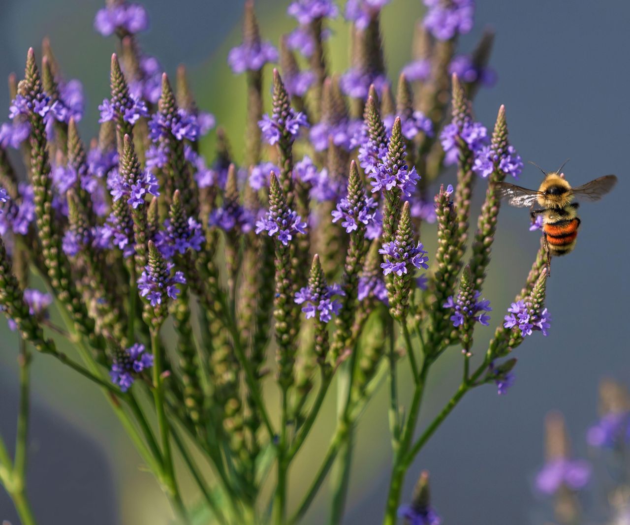 native wildflowers to sow in October | Homes and Gardens