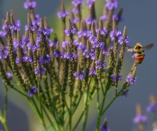 Blue vervain with bee