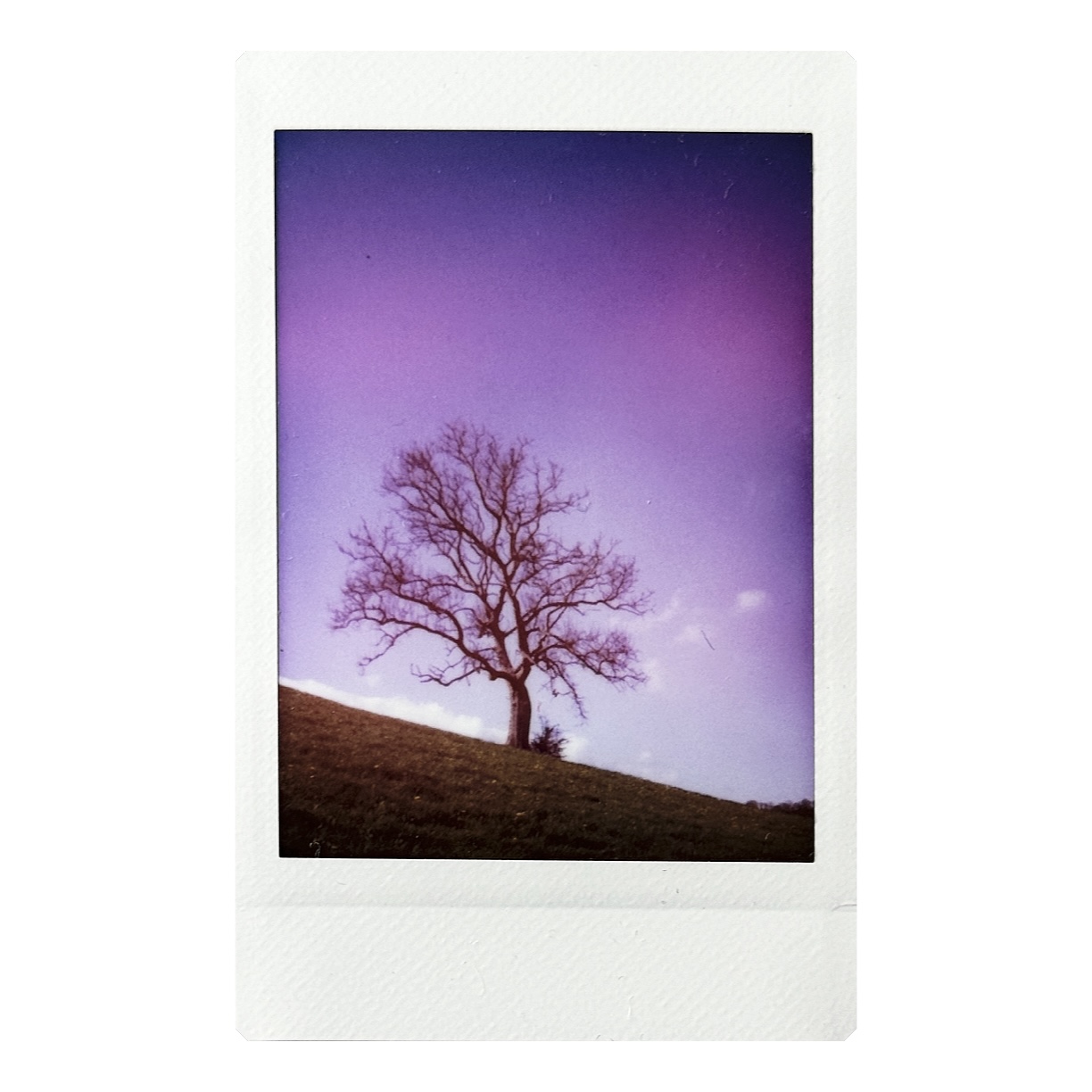Fujifilm Instax Mini 99 instant print of a tree silhouette on crest of a hill with creative color effect