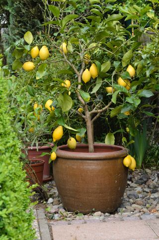 lemon tree in a pot in a gravel backyard