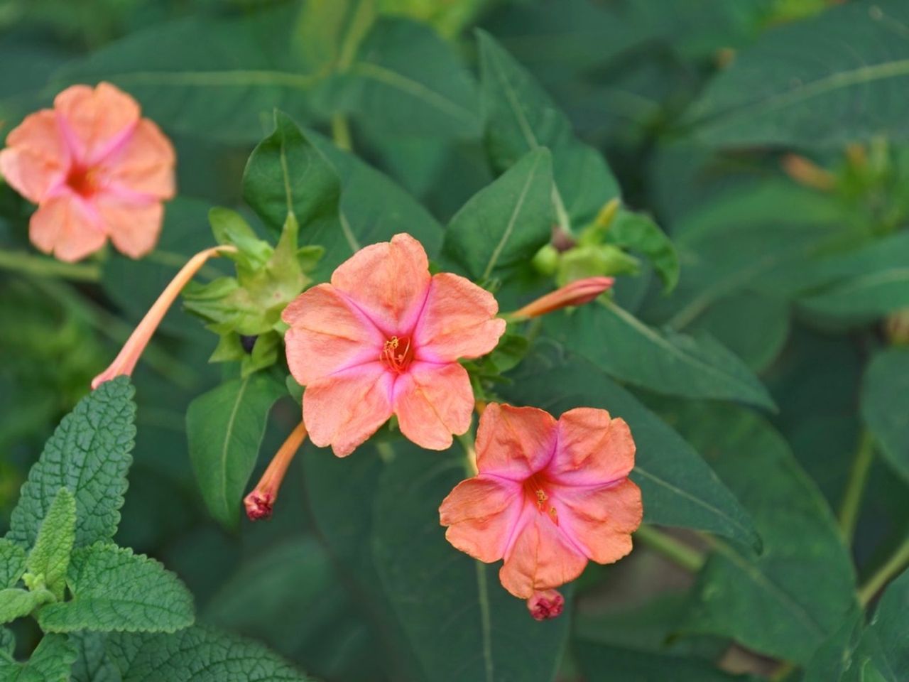 Orange-Pink Four O&amp;#39;Clock Flowers