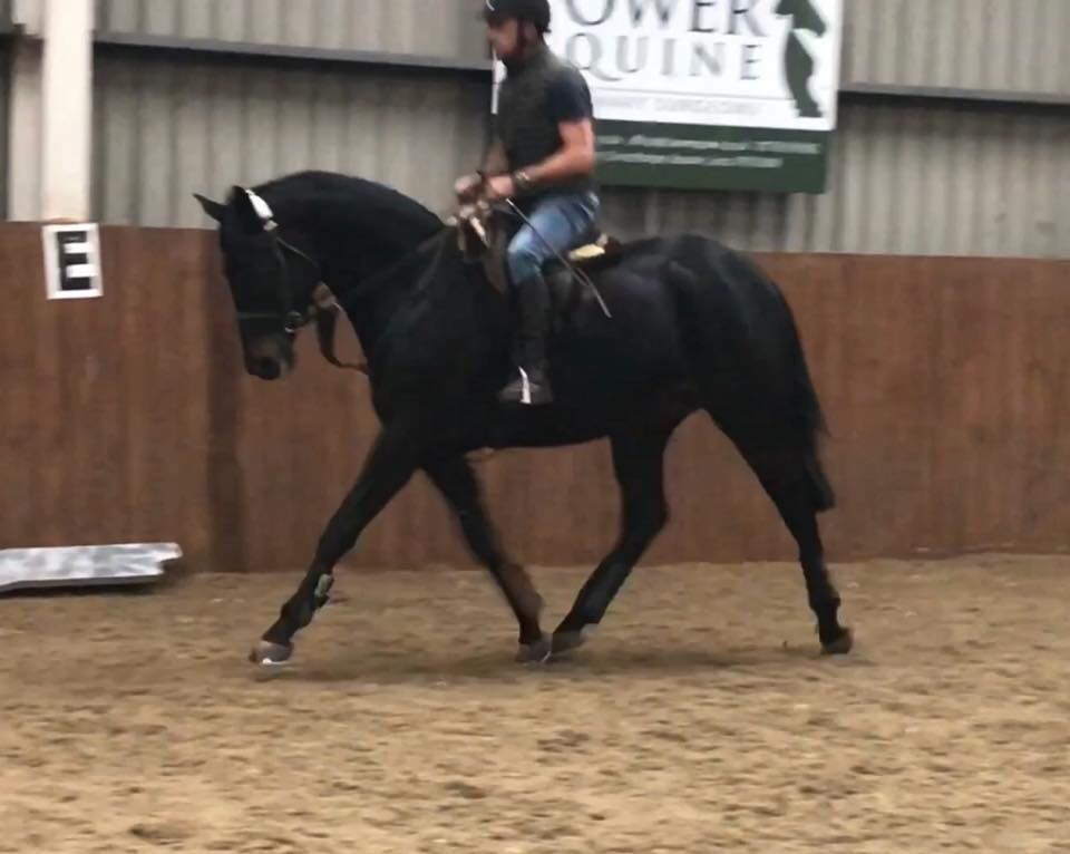 Reynoldsridinghorse