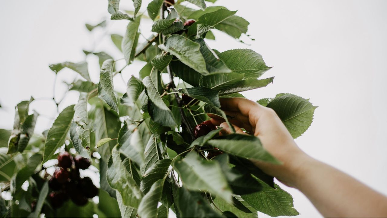 Person picking cherries from a cherry tree