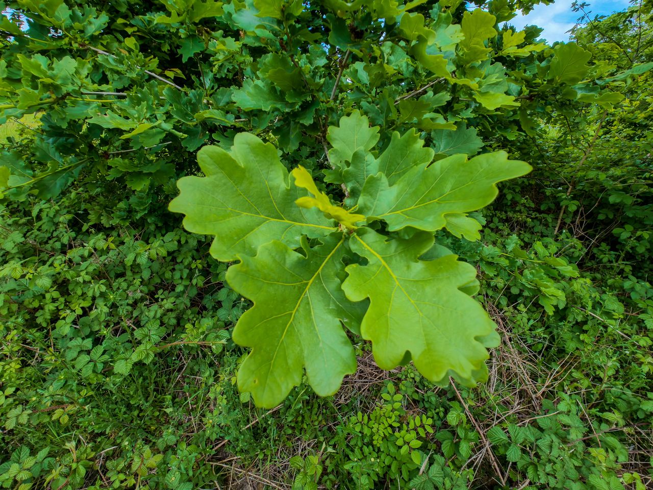 DJI Osmo Action 6 sample photo