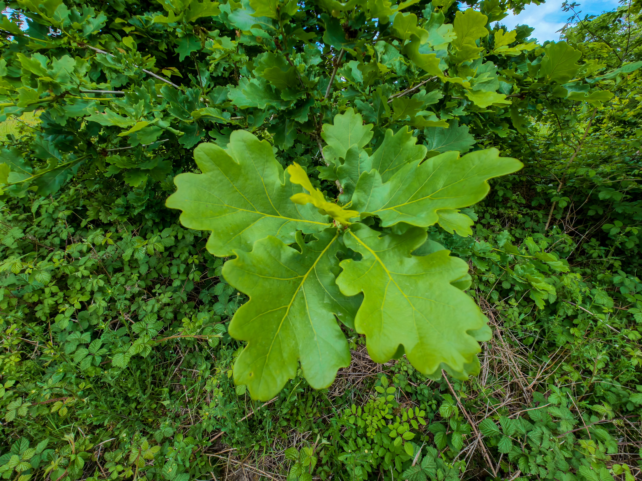 DJI Osmo Action 6 sample photo