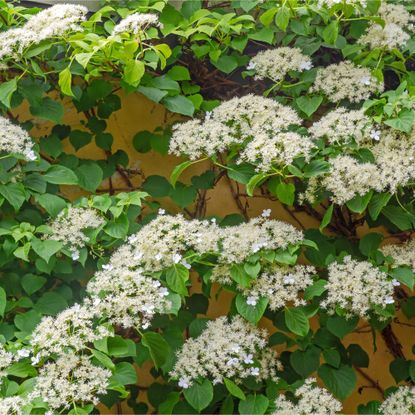 Flowering climbing hydrangea growing against wall in garden