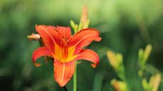 Red and yellow daylily flower in a garden border