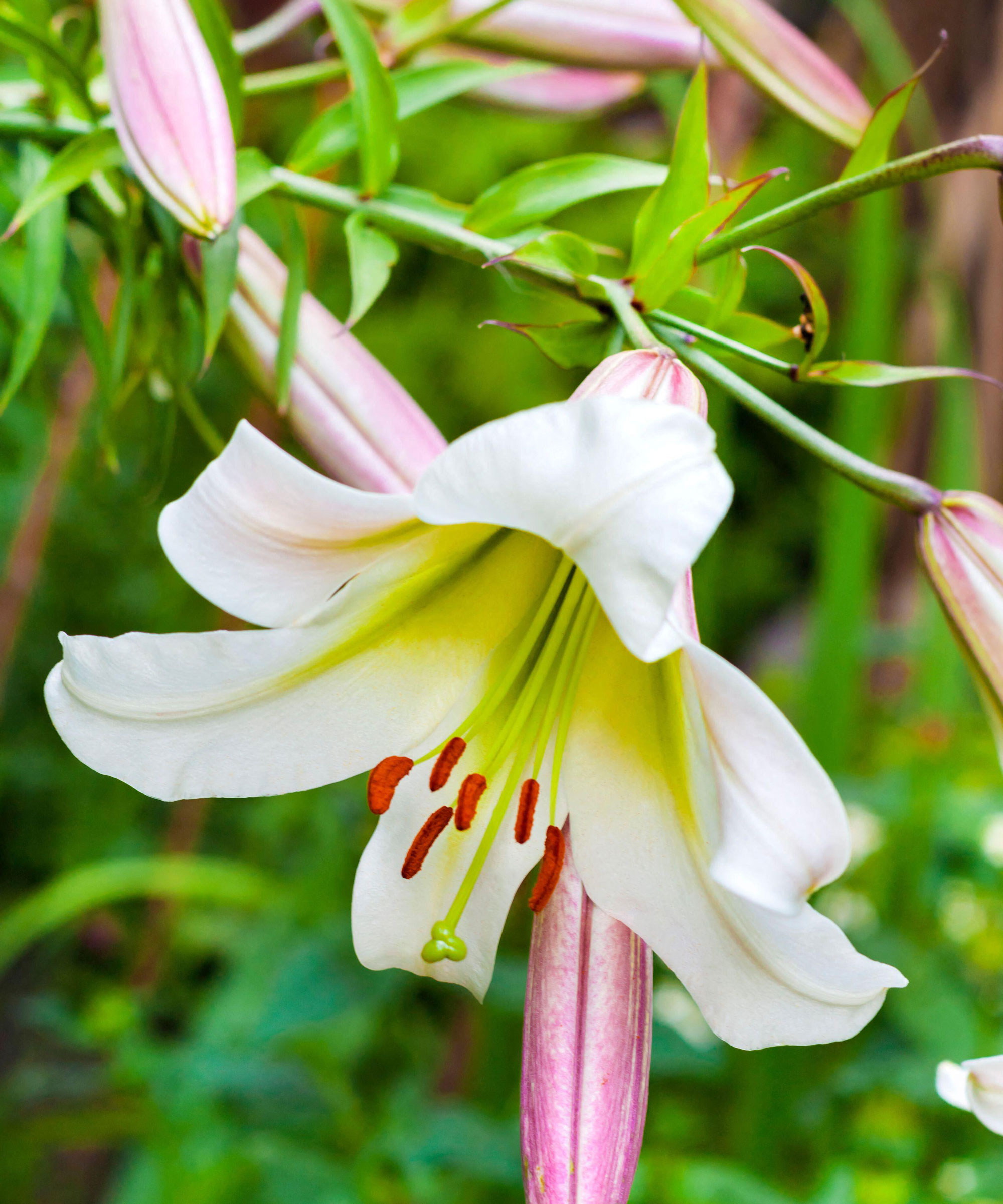 white trumpet lily flower (lilium regale)