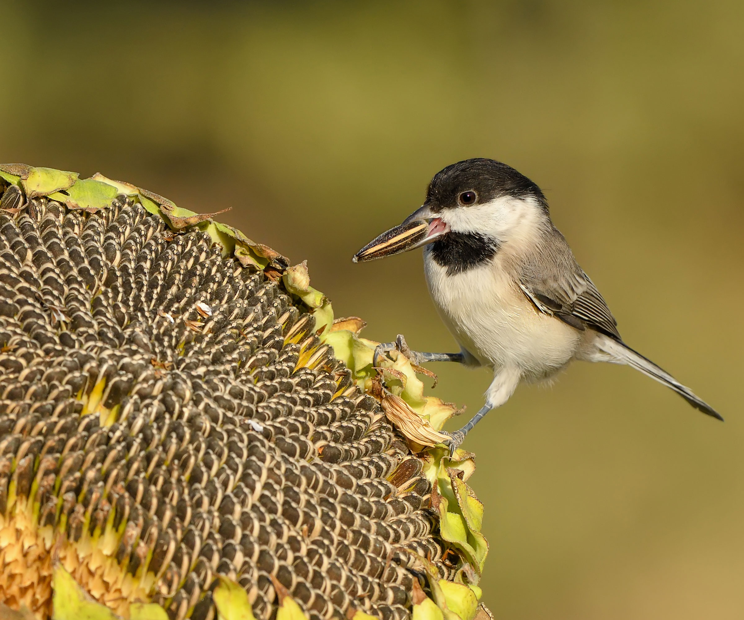 chickadee sitting on giant sunflower head and nibbling on a sunflower seed