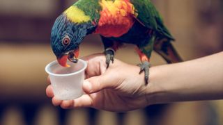 Pet bird drinking water