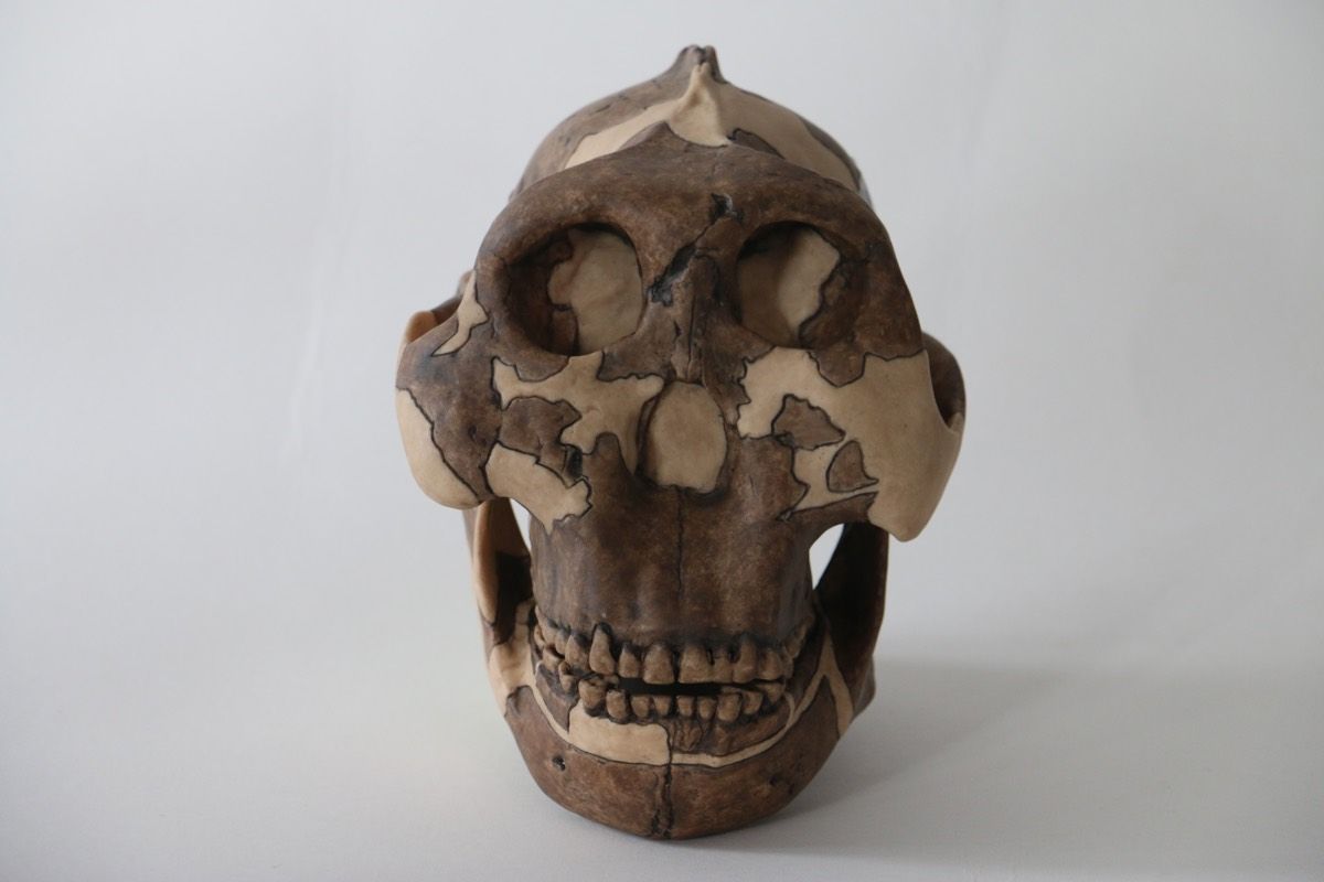 &lt;em&gt;Paranthropus boisei&lt;/em&gt;, whose skull cast is shown here, roamed across East Africa 1.4 million to 2..4 million years ago.