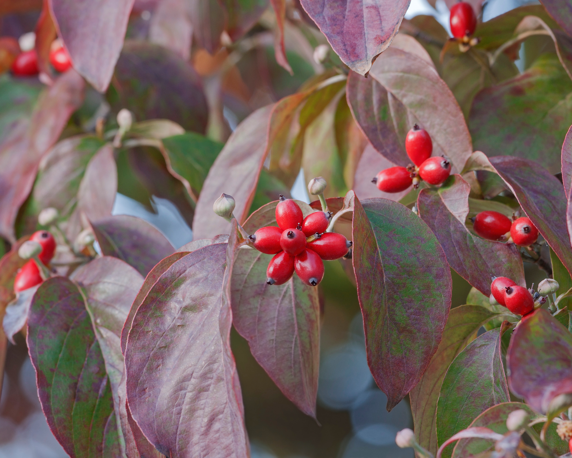 Dogwood berries in fall