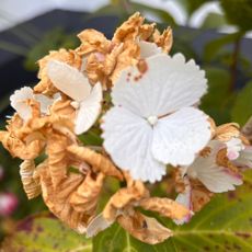 browned white hydrangea flowers