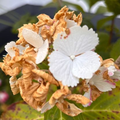 browned white hydrangea flowers