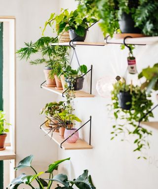 Indoor plant shelf