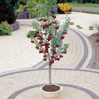 Cherry 'Pigmy Kordia' tree in pot on patio