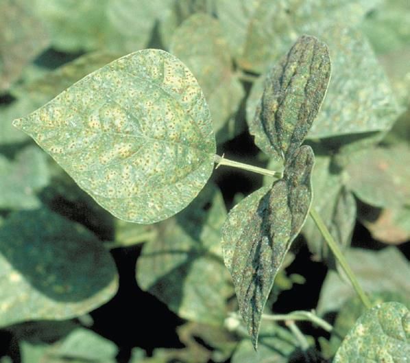 Mosaic Leaves On Bean Plant