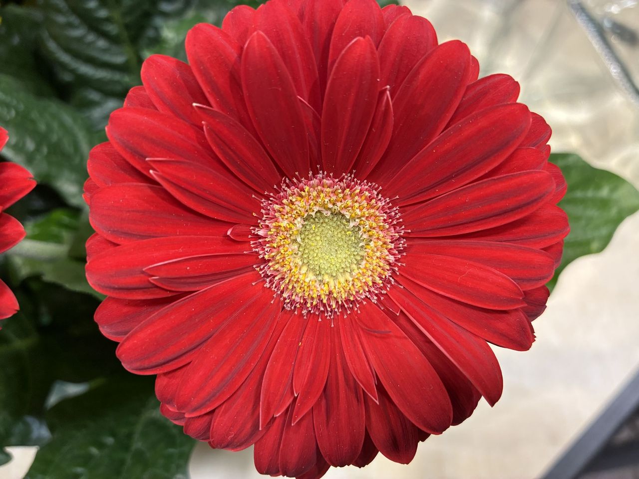 Apple iPhone 16e macro sample.