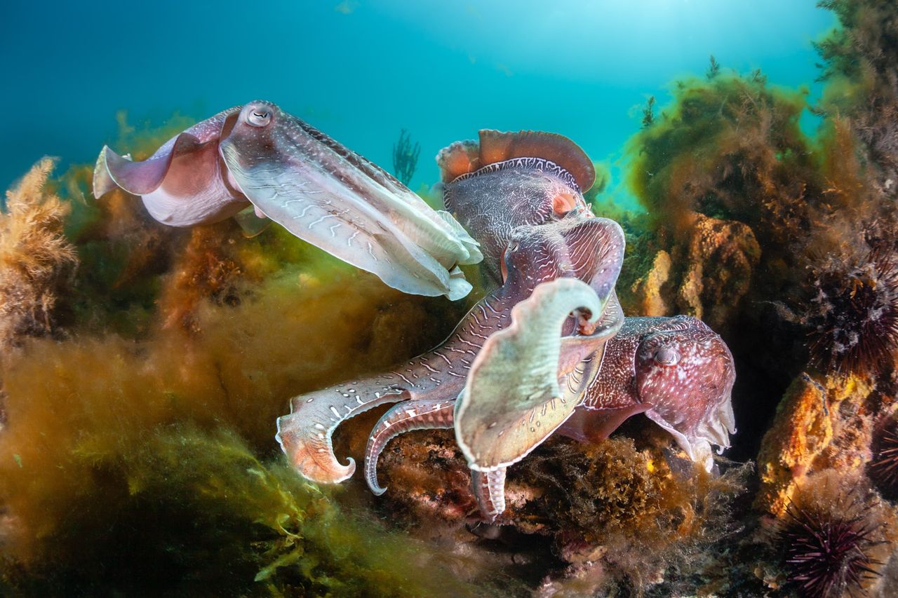 Two multicolored cuttlefish fighting.