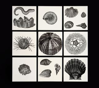 'Sea Beasts', by Hammer Prints Ltd, c.1958-60, ceramic tiles.