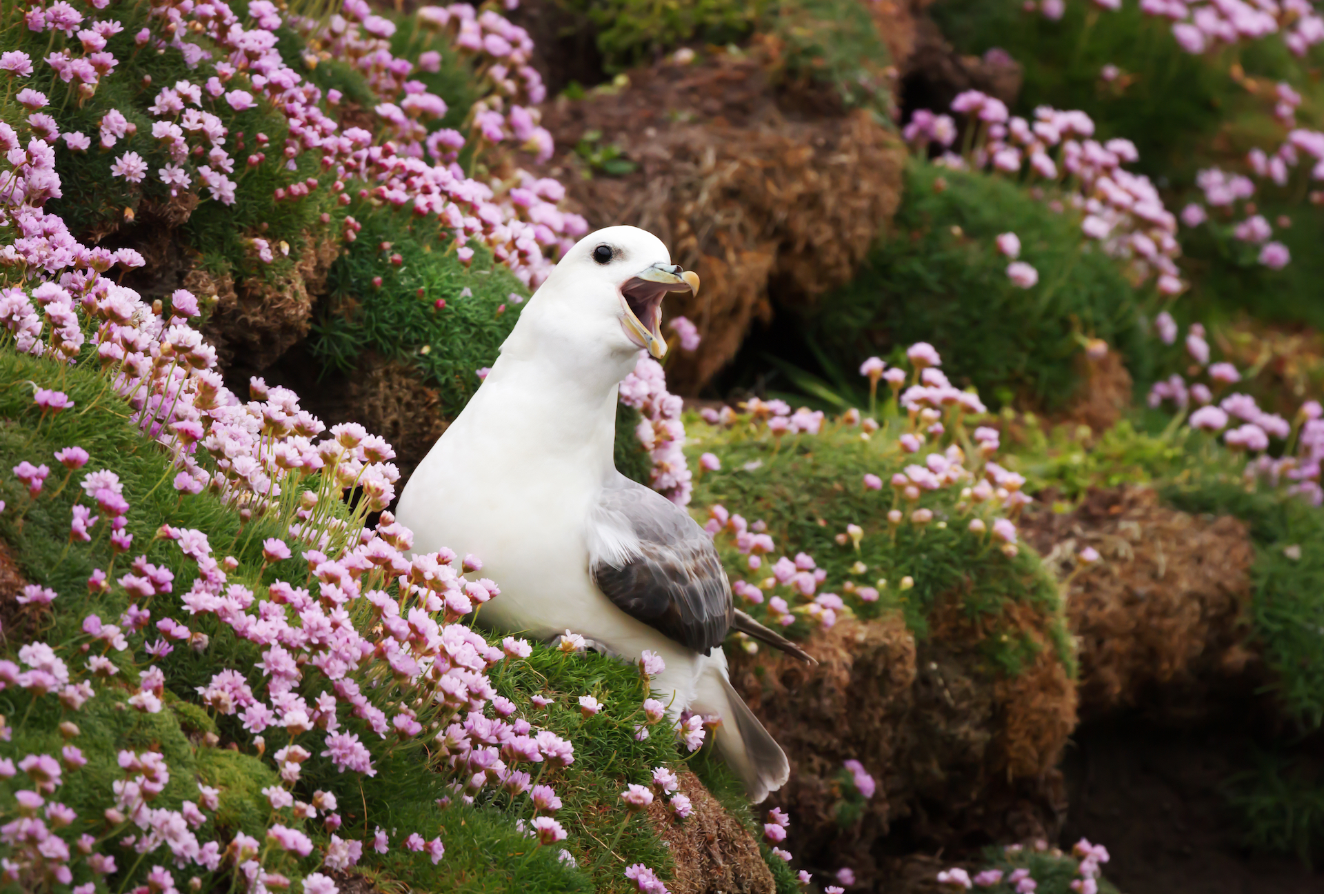 Close up of a calling Northern Fulmar (Fulmarus glacialis) in a field of thrift flowers