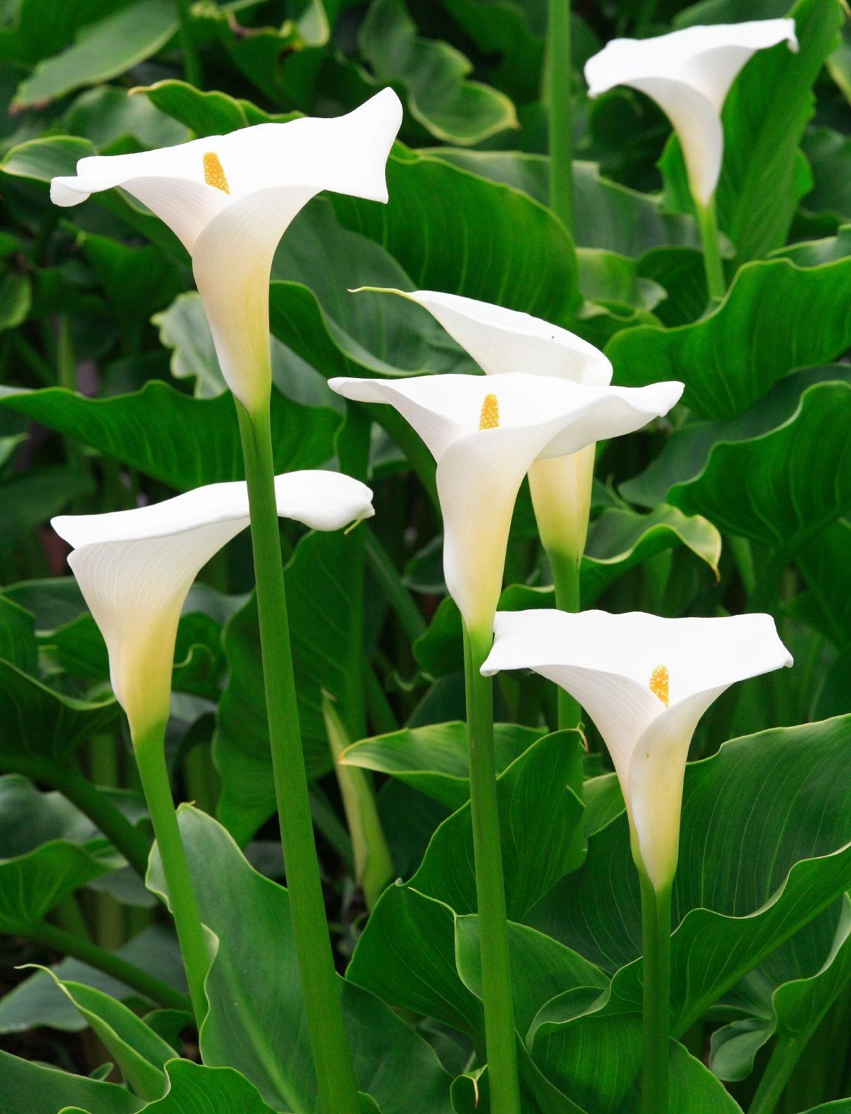 White Calla Lilies