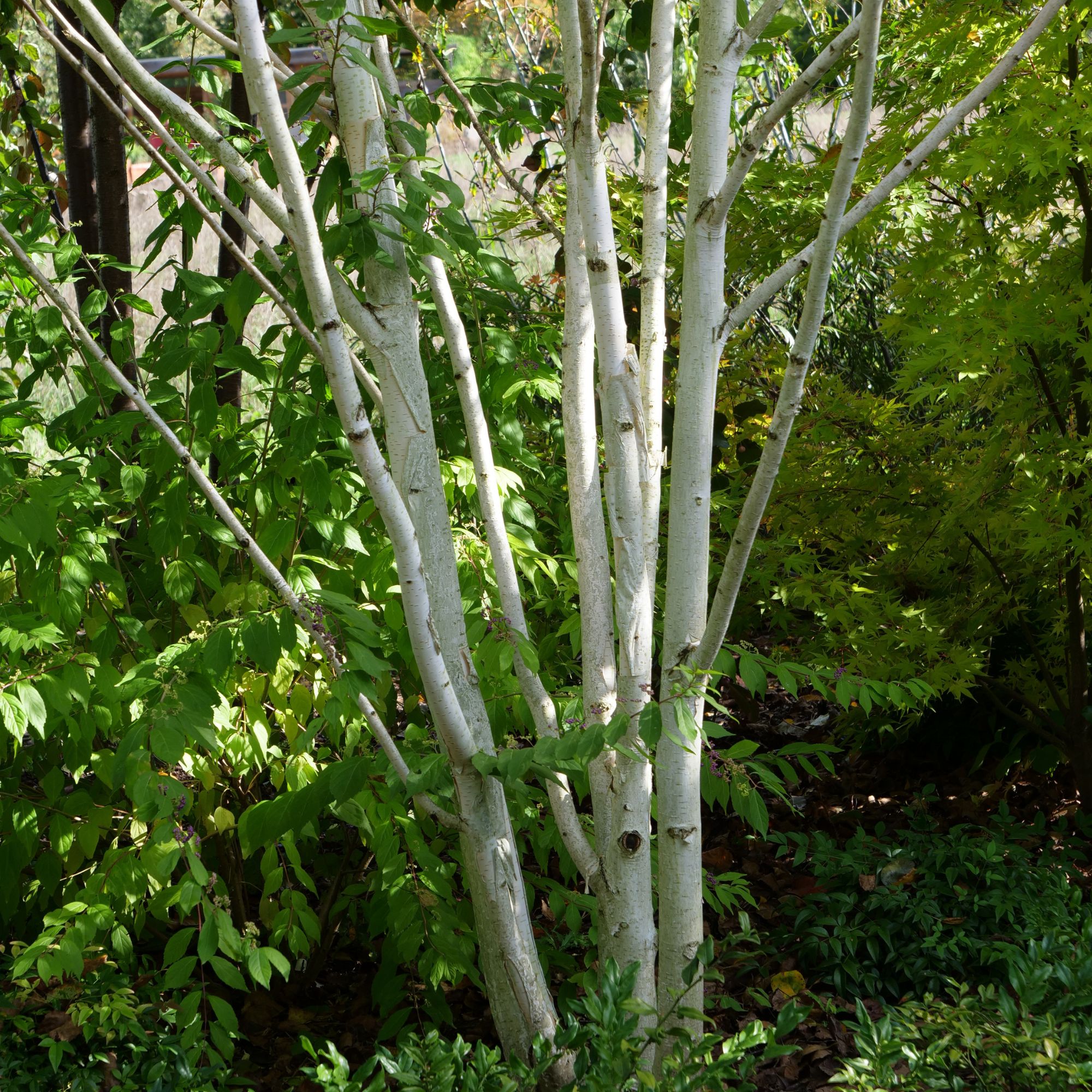 himalayan birch multi-stem tree