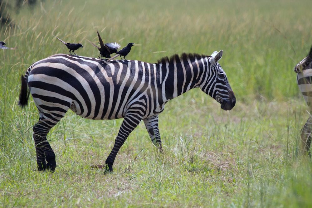 Zebra in Uganda