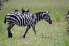 Zebra in Uganda