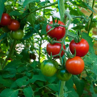 Tomatoes growing on plant