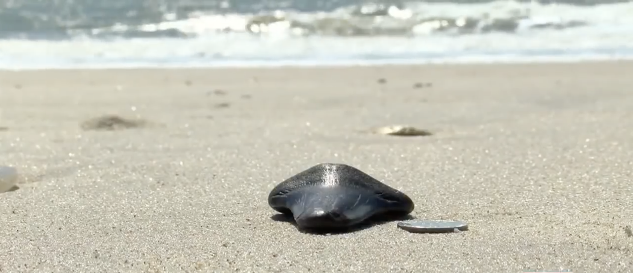 A megalodon shark tooth found in North Carolina.