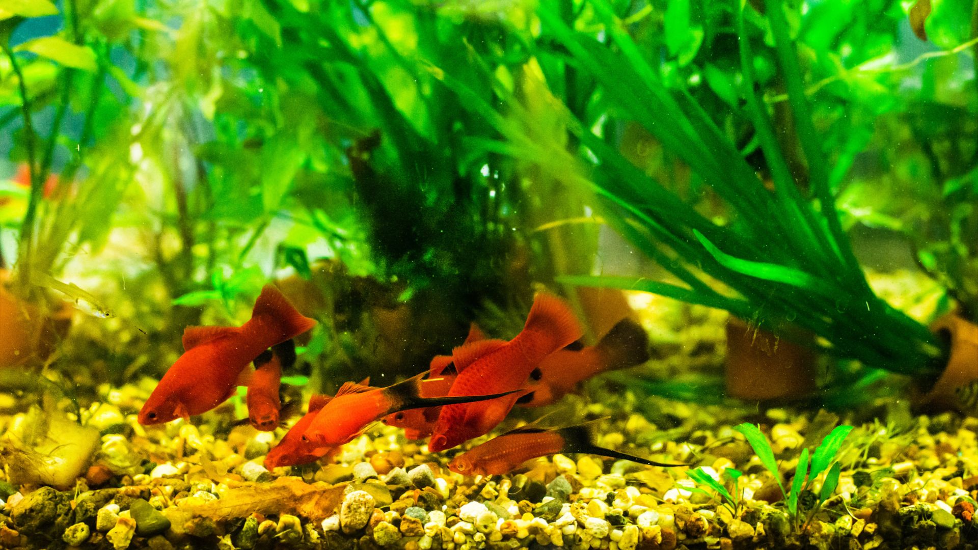 Swordtails