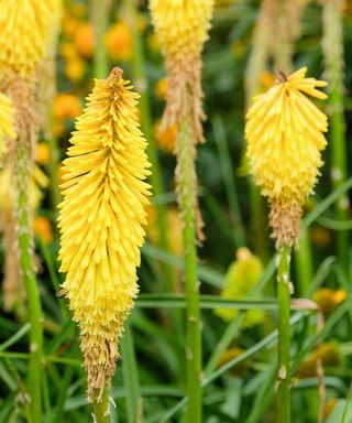 Red hot poker wrexham buttercup