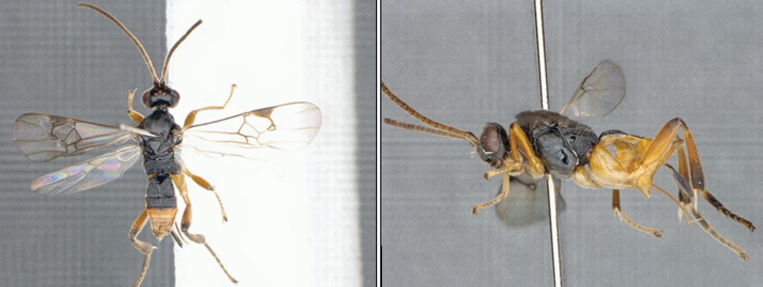 The newly described microgastrine parasitoid wasp Microgaster godzilla
