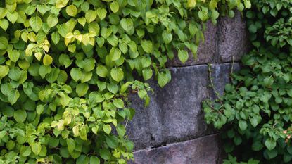 Climbing Hydrangea On Stone Wall