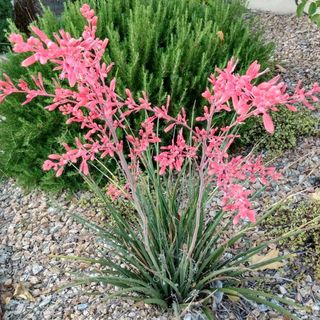 Yucca plant with pink leaves