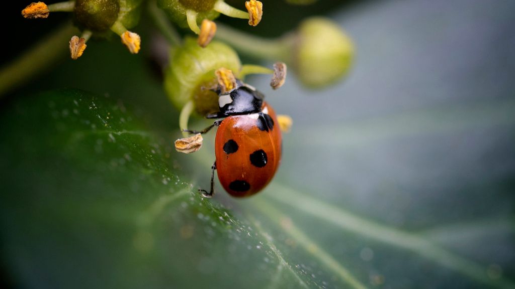 A ladybug on a flower