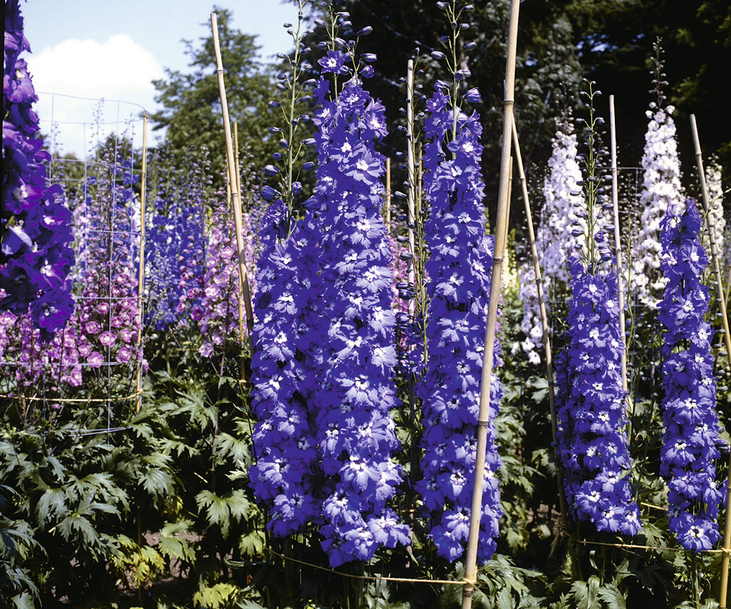 Blue, pink, and purple flower spikes of delphiniums in a trials field