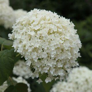 how to grow hydrangeas: Hydrangea arborescens 'Annabelle'