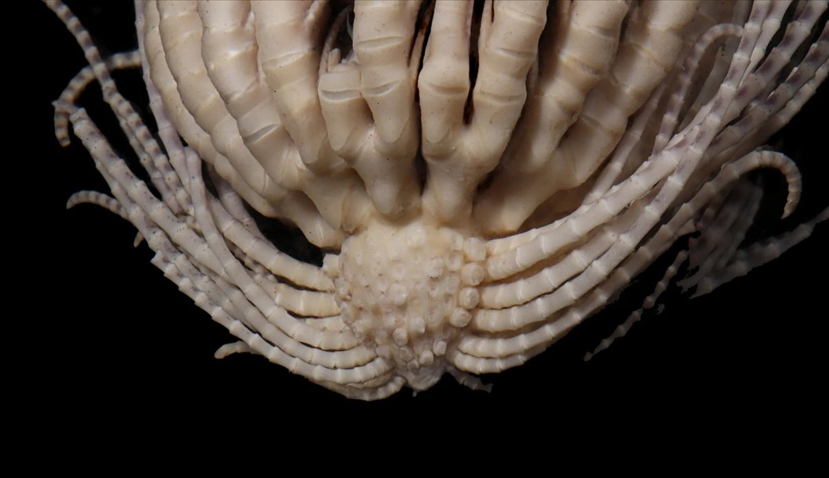 The Antarctic strawberry feather star gets its name from its strawberry-like head