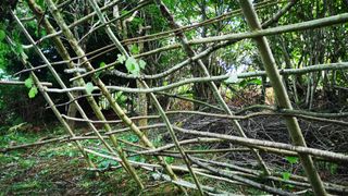 Weaving branches as part of building a shelter from natural resources