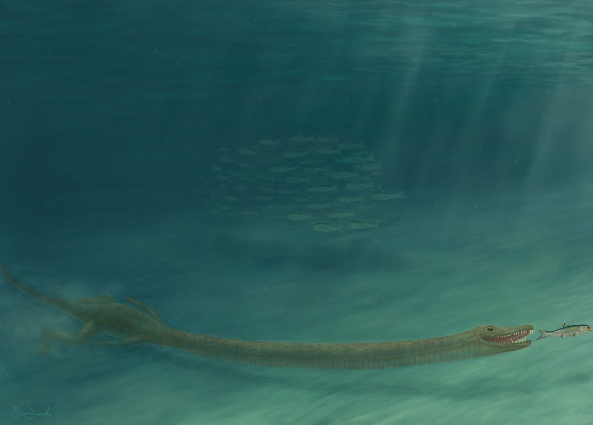 The Triassic period beast Tanystropheus hydroides had a neck that was three times the length of its torso.