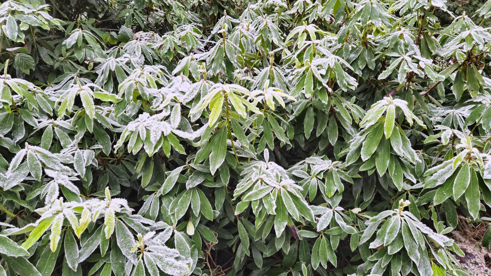Rhododendron shrubs covered in frost
